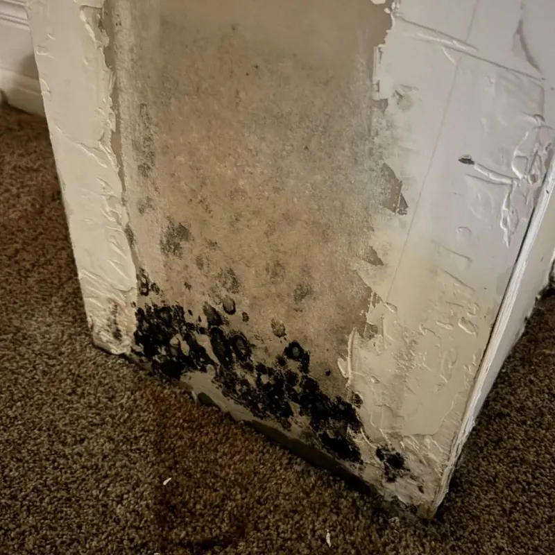 Professional Mold Removal in Simpson, PA